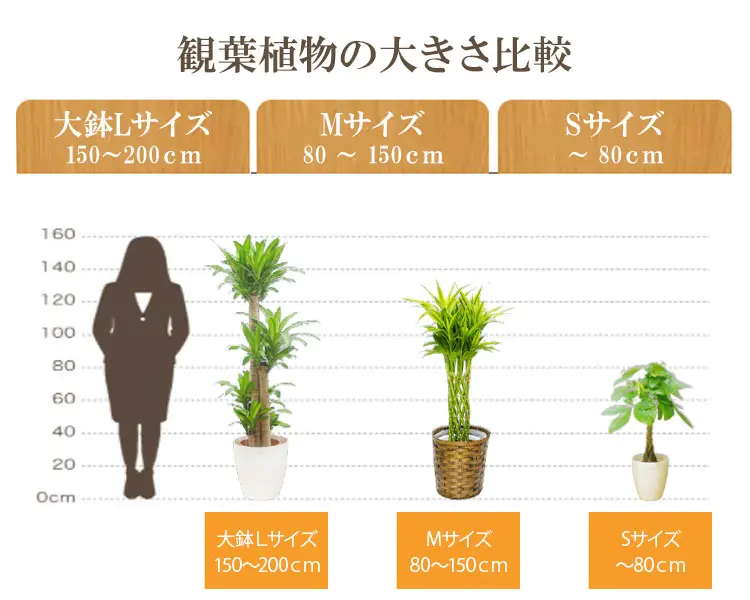 観葉植物の大きさ比較