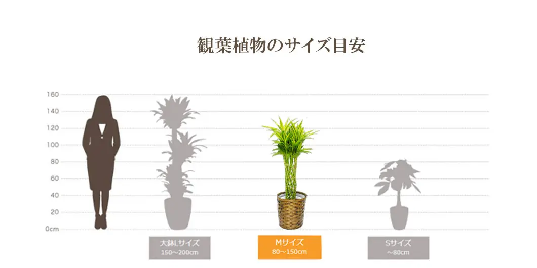 観葉植物の大きさ比較