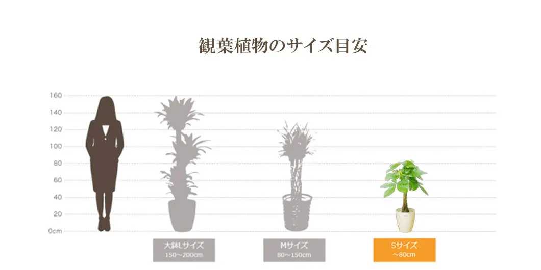 観葉植物の大きさ比較