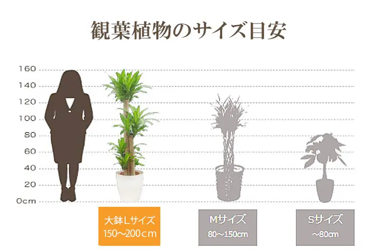 観葉植物の大きさ比較