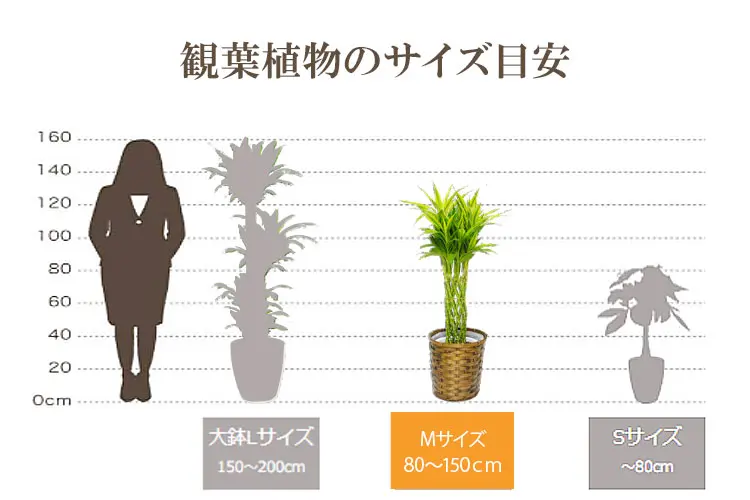 観葉植物の大きさ比較