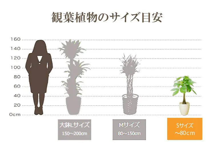 観葉植物の大きさ比較