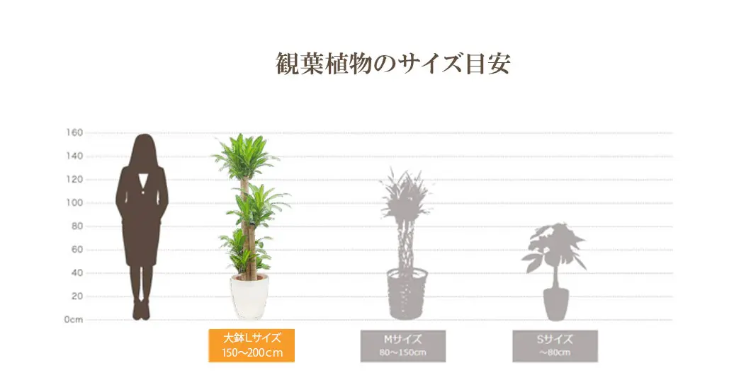 観葉植物の大きさ比較