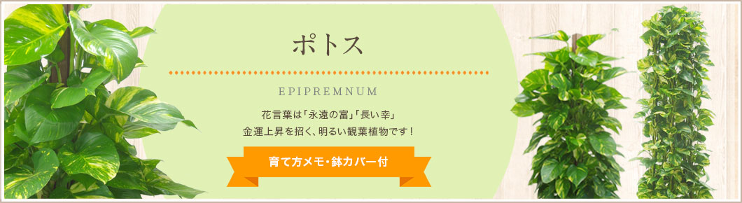 ポトス、育て方メモ・鉢カバー付