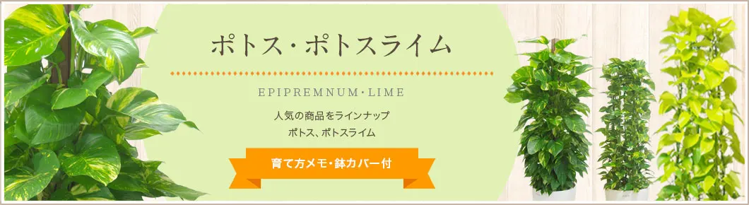 ポトス、ポトスライム、育て方メモ・鉢カバー付