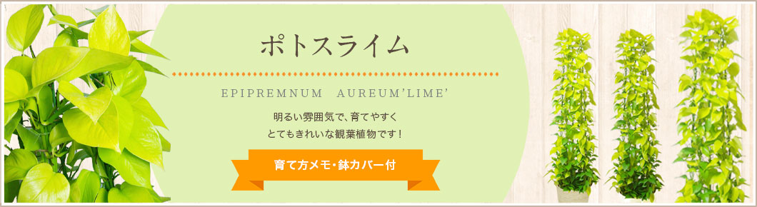 ポトスライム、育て方メモ・鉢カバー付