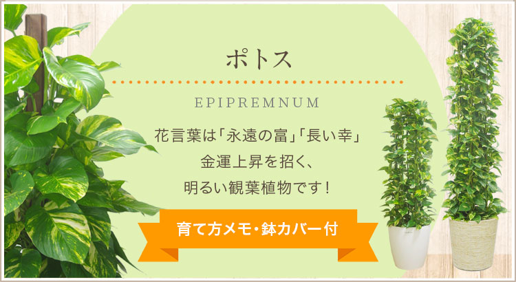 ポトス、育て方メモ・鉢カバー付