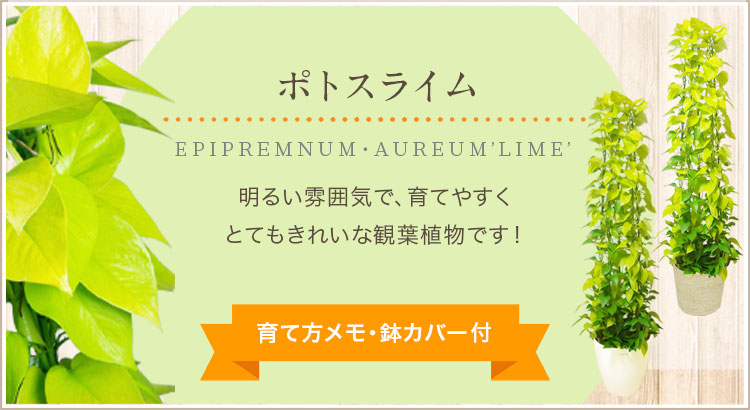 ポトスライム、育て方メモ・鉢カバー付