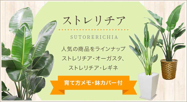 ストレリチア オーガスタ ストレリチア レギネ 人気おすすめの観葉植物 お祝いギフト 移転 開店祝いの注文は観葉植物通販オアシス