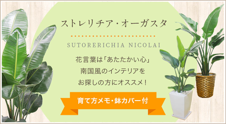 ストレリチア・オーガスタ、育て方メモ・鉢カバー付