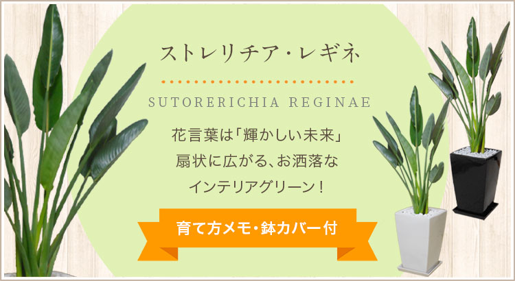 ストレリチア・レギネ、育て方メモ・鉢カバー付