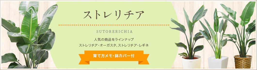 ストレリチア オーガスタ ストレリチア レギネ 人気おすすめの観葉植物 お祝いギフト 移転 開店祝いの注文は観葉植物通販オアシス