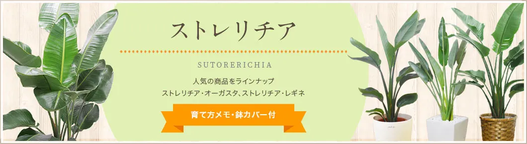 ストレリチア・オーガスタ、ストレリチア・レギネ、育て方メモ・鉢カバー付