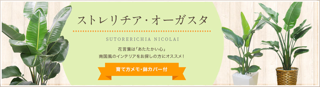 ストレリチア・オーガスタ、育て方メモ・鉢カバー付