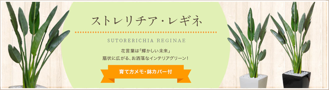 ストレリチア・レギネ、育て方メモ・鉢カバー付