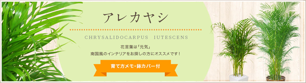 アレカヤシ、シュロチク、テーブルヤシ、育て方メモ・鉢カバー付