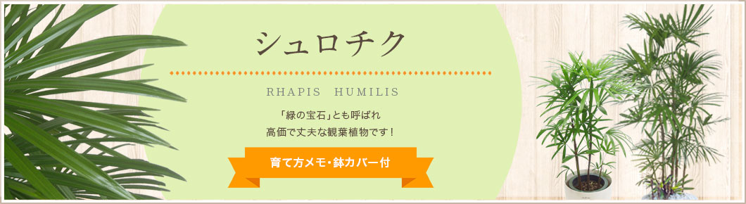 アレカヤシ、シュロチク、テーブルヤシ、育て方メモ・鉢カバー付