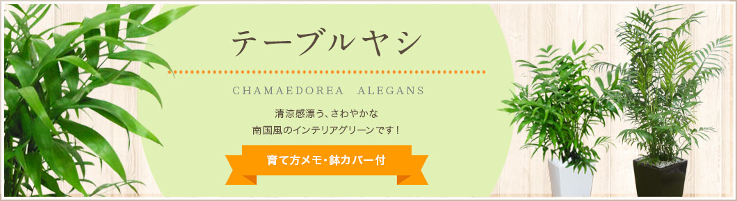 アレカヤシ、シュロチク、テーブルヤシ、育て方メモ・鉢カバー付