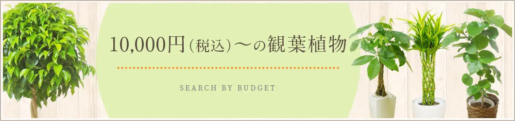 10,000円～12,999円（税込）の観葉植物