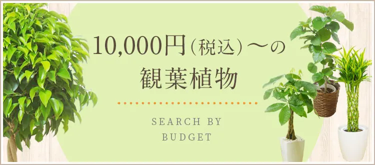 10,000円～12,999円（税込）の観葉植物