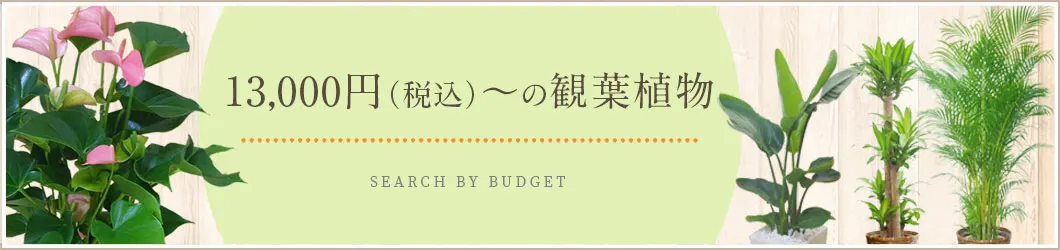 13,000円～15,999円（税込）の観葉植物