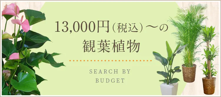 13,000円～15,999円（税込）の観葉植物
