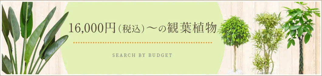 16,000円～17,999円（税込）の観葉植物