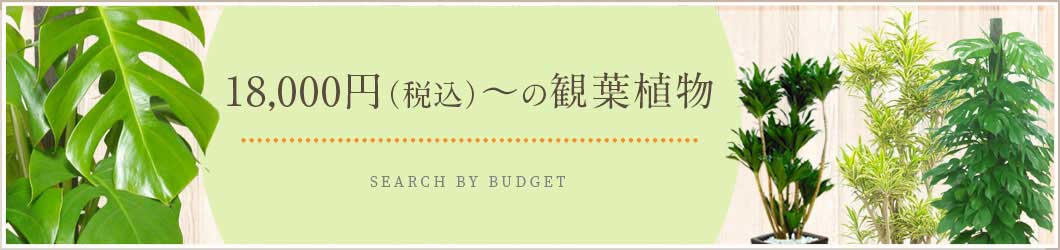  18,000円～19,999円（税込）の観葉植物