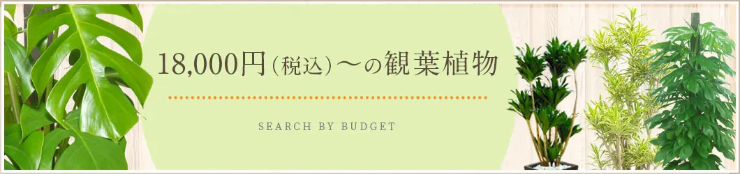 18,000円～19,999円（税込）の観葉植物