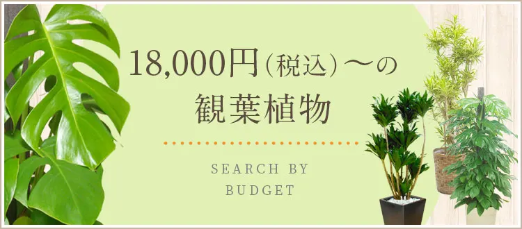 18,000円～19,999円（税込）の観葉植物