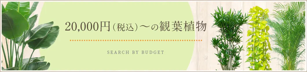 20,000円（税込）～の観葉植物