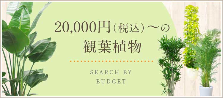  20,000円（税込）の観葉植物