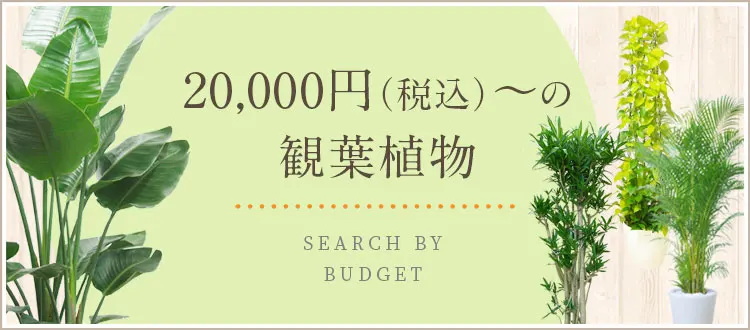 20,000円（税込）～の観葉植物