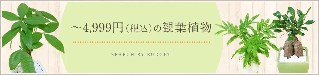 4,999円（税込）以下の観葉植物