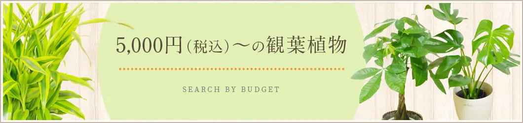 5,000円～7,999円の観葉植物