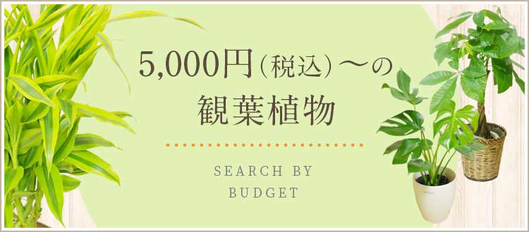  5,000円～7,999円（税込）の観葉植物