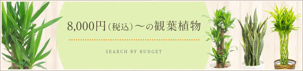 8,000円～9,999円（税込）の観葉植物