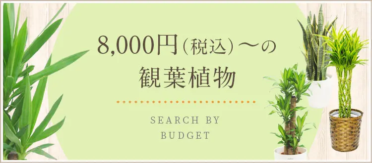 8,000円～9,999円の商品/ 人気の観葉植物、お祝いギフト、移転祝い