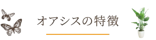 オアシスの特徴