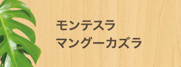 モンテスラ マングーカズラ