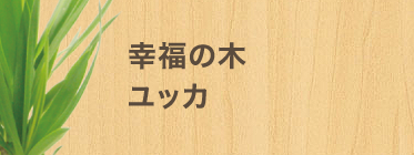 幸福の木 ユッカ