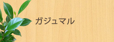 ガジュマル