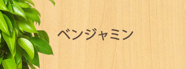 ベンジャミン