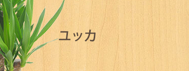 ユッカ