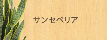 サンセベリア