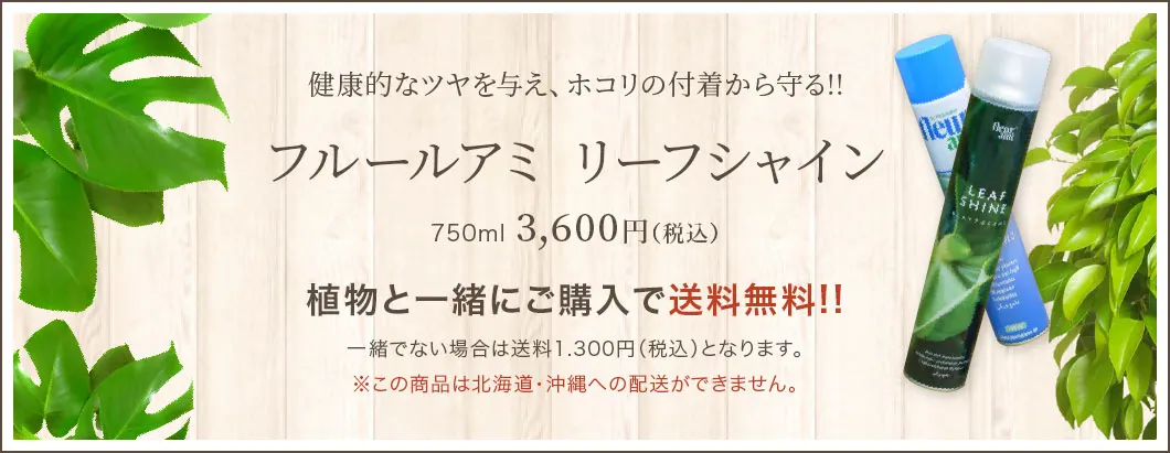 健康的なツヤを与え、ホコリの付着から守る!! フルールアミ リーフシャイン 750ml 3,600円（税込） 植物と一緒にご購入で送料無料!!一緒でない場合は送料1,300円（税込）となります。※この商品は北海道・沖縄への配送ができません。