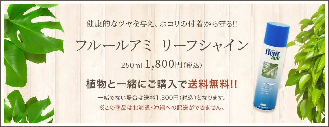 健康的なツヤを与え、ホコリの付着から守る!! フルールアミ リーフシャイン 250ml 1,800円（税込） 植物と一緒にご購入で送料無料!!一緒でない場合は送料1,300円（税込）となります。※この商品は北海道・沖縄への配送ができません。