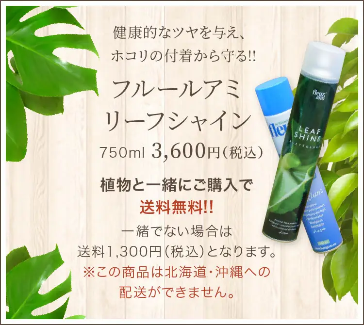 健康的なツヤを与え、ホコリの付着から守る!! フルールアミ リーフシャイン 750ml 3,600円（税込） 植物と一緒にご購入で送料無料!!一緒でない場合は送料1,300円（税込）となります。※この商品は北海道・沖縄への配送ができません。