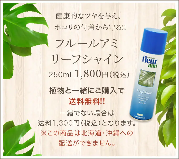 健康的なツヤを与え、ホコリの付着から守る!! フルールアミ リーフシャイン 750ml 3,600円（税込） 植物と一緒にご購入で送料無料!!一緒でない場合は送料1,300円（税込）となります。※この商品は北海道・沖縄への配送ができません。