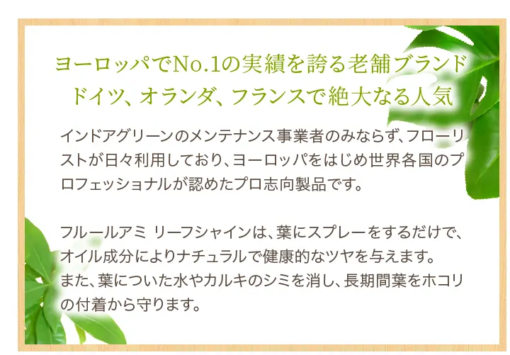 ヨーロッパでNo.1の実績を誇る老舗ブランド ドイツ、オランダ、フランスで絶大なる人気 インドアグリーンのメンテナンス事業者のみならず、フローリストが日々利用しており、ヨーロッパをはじめ世界各国のプロフェッショナルが認めたプロ志向製品です。フルールアミ リーフシャインは、葉にスプレーをするだけで、オイル成分によりナチュラルで健康的なツヤを与えます。また、葉についた水やカルキのシミを消し、長期間葉をホコリの付着から守ります。